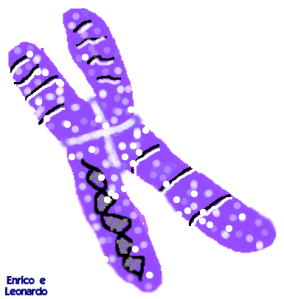 I cromosomi e il DNA. Enrico & Leonardo